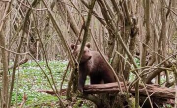 FOTO: Neďaleko Stakčína spozoroval vodič medveďa, pohyboval sa hneď vedľa cesty