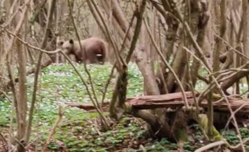 FOTO: Neďaleko Stakčína spozoroval vodič medveďa, pohyboval sa hneď vedľa cesty
