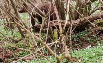 FOTO: Neďaleko Stakčína spozoroval vodič medveďa, pohyboval sa hneď vedľa cesty