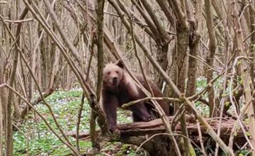 FOTO: Neďaleko Stakčína spozoroval vodič medveďa, pohyboval sa hneď vedľa cesty