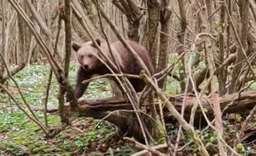 FOTO: Neďaleko Stakčína spozoroval vodič medveďa, pohyboval sa hneď vedľa cesty