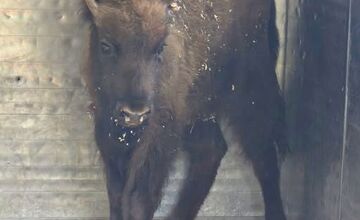 FOTO: Zubríča Mirka putovala od stáda kráv do ZOO v Bojniciach 