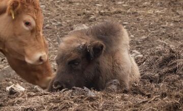 FOTO: Zubríča Mirka putovala od stáda kráv do ZOO v Bojniciach 