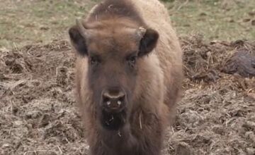FOTO: Zubríča Mirka putovala od stáda kráv do ZOO v Bojniciach 