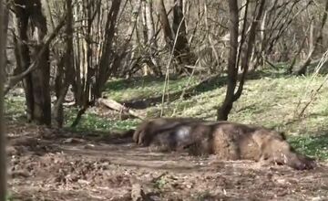 FOTO: Zubríča Mirka putovala od stáda kráv do ZOO v Bojniciach 