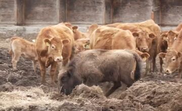 FOTO: Zubríča Mirka putovala od stáda kráv do ZOO v Bojniciach 