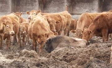 FOTO: Zubríča Mirka putovala od stáda kráv do ZOO v Bojniciach 