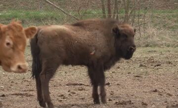FOTO: Zubríča Mirka putovala od stáda kráv do ZOO v Bojniciach 
