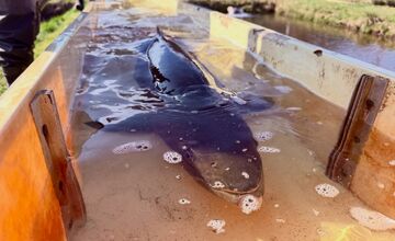 FOTO: Nová generácia kráľovnej riek je na svete