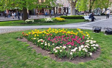 FOTO: Prešovčanom vyráža dych nádherná kvetinová výzdoba v Košiciach. Chceli by niečo podobné