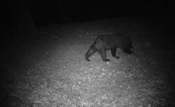 FOTO: Medveď hnedý zničil 12 úľov v extraviláne obce Topoľa