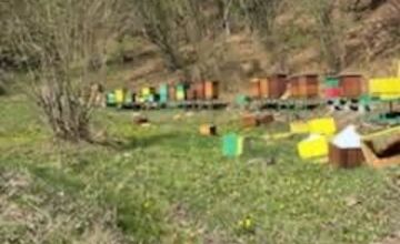 FOTO: Medveď hnedý zničil 12 úľov v extraviláne obce Topoľa