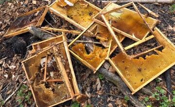 FOTO: Medveď hnedý zničil 12 úľov v extraviláne obce Topoľa