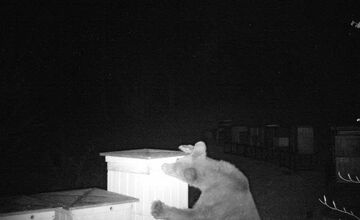 FOTO: Medveď hnedý zničil 12 úľov v extraviláne obce Topoľa